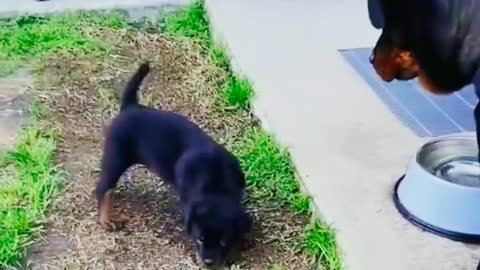 Rottweiler Mom And Son Argue