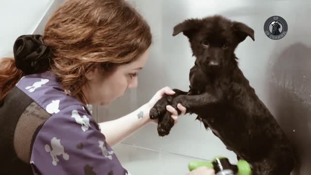 Dramatic puppy litter receives its first bath