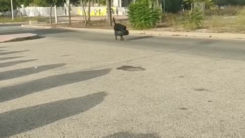 Funny Cat & Dogs 🐶 😺