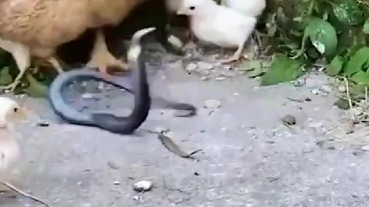 Mom chicken fightintg with snake for her chicks