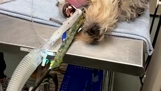 When Dogs Eat Things They Shouldn't