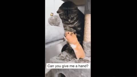 Funny cats and other animals.