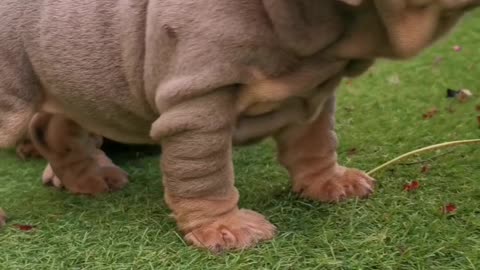 English Bulldog Puppies - Cutie babies