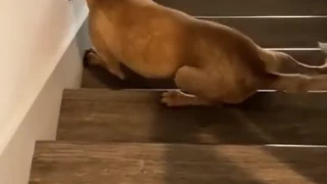 Look at this dog how he comes down the stairs in a funny way