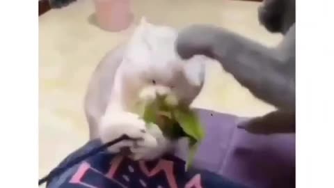 Funny cat video #catvideo #cat #meoww #adorablecat #kidsvideo #videosfor kids