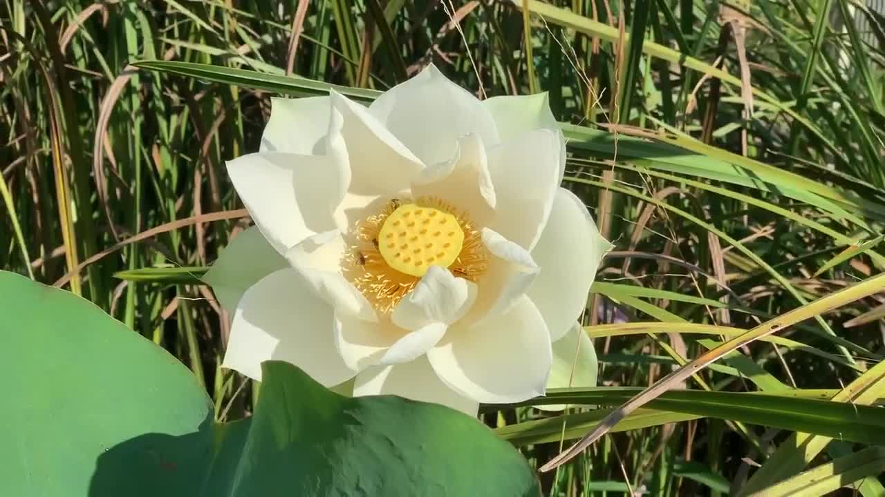 Bees beside the lotus.
