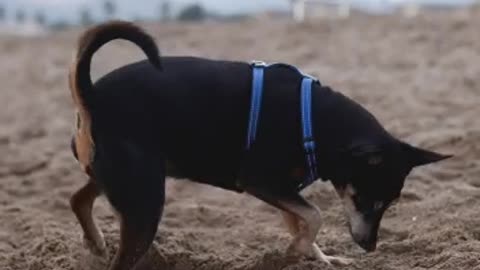dog activate