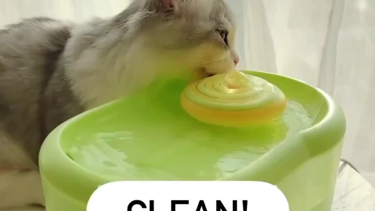 Funny cat video