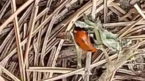 Insectlove# ladybug# naturelove# insects#