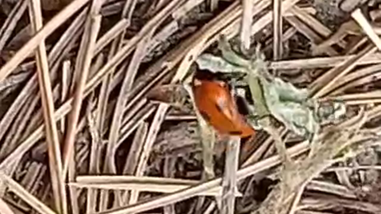 Insectlove# ladybug# naturelove# insects#