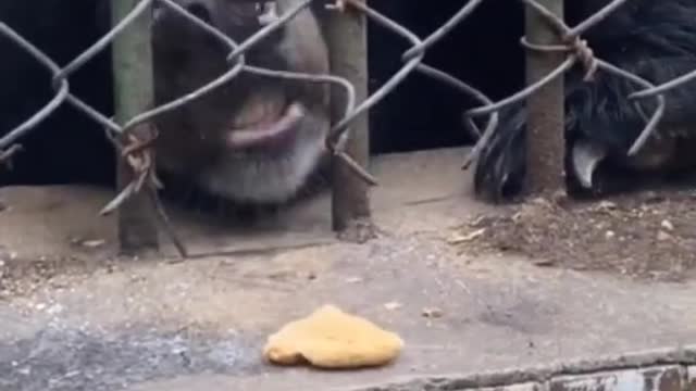 Bear tries to bite cookie !!!