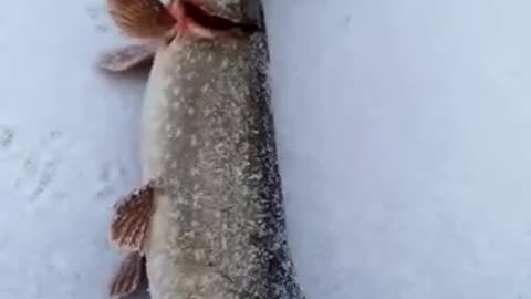 Жадины