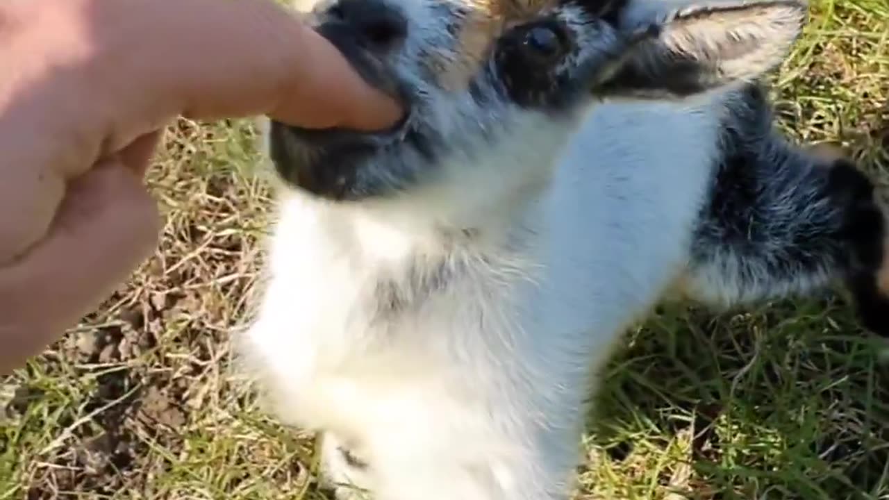 Baby Goat