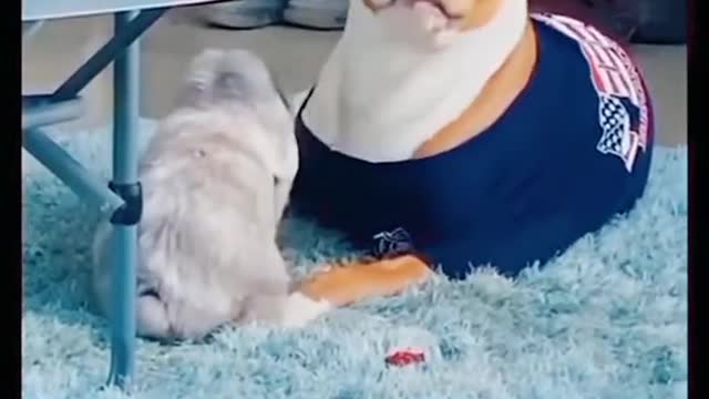 Cat videos funny || funny cat video