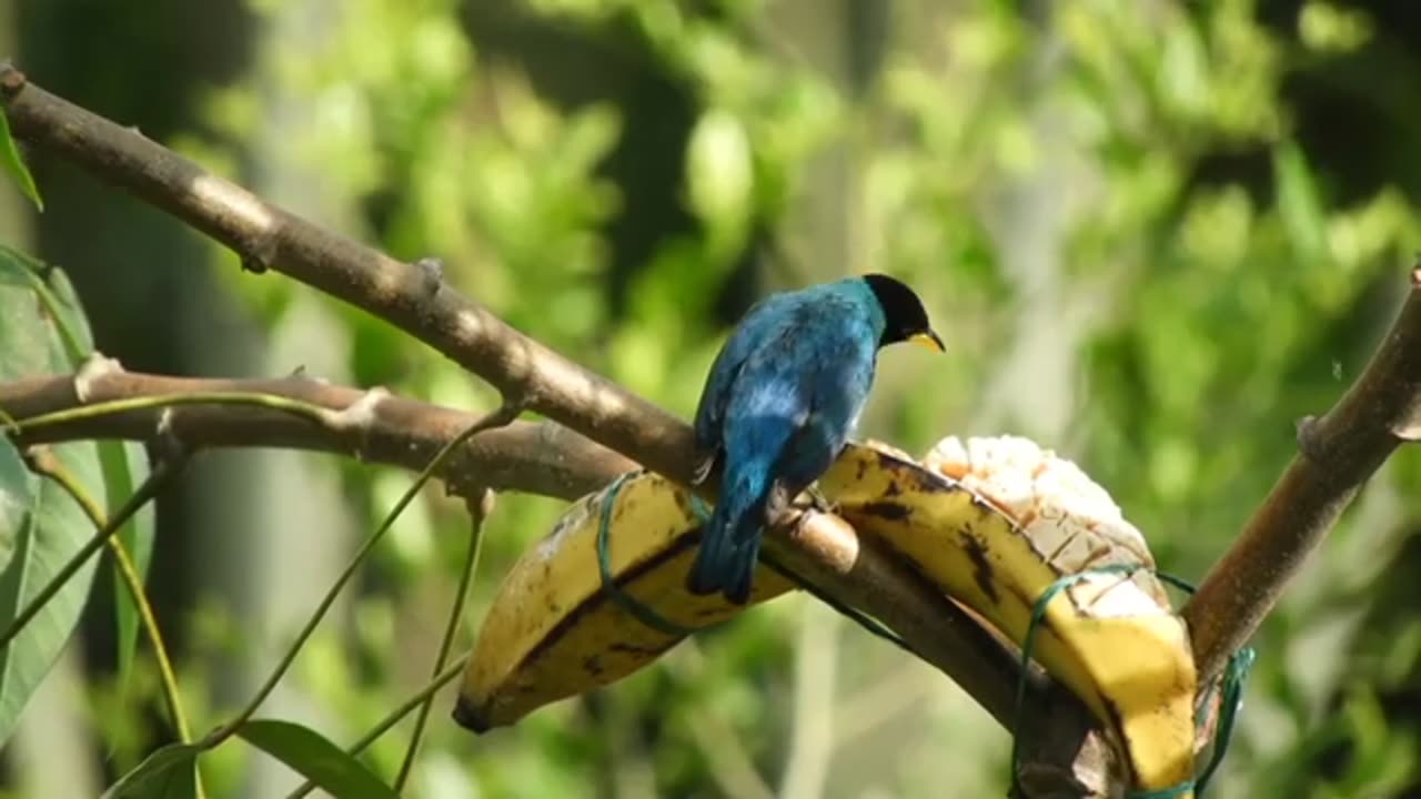 4K !! THE MOST COLORFUL BIRDS IN THE FOREST !! BIRDS SOUND !! RELAXING & STRESS RELIEF MUSIC !!!!