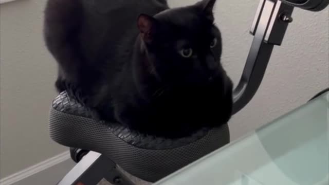 Adopting a Cat from a Shelter Vlog - Precious Piper Shows How to Use an Exercise Bike #shorts