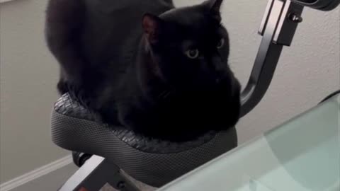 Adopting a Cat from a Shelter Vlog - Precious Piper Shows How to Use an Exercise Bike #shorts