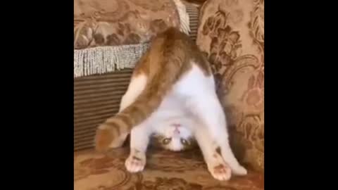 Funniest Animals - Best of the 2022 Funny moments 😂