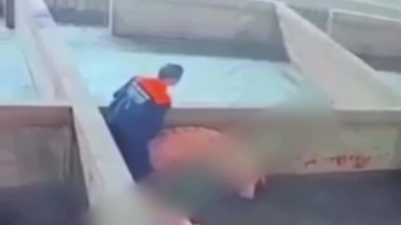 A migrant worker decides to fuck a pig on a local farm