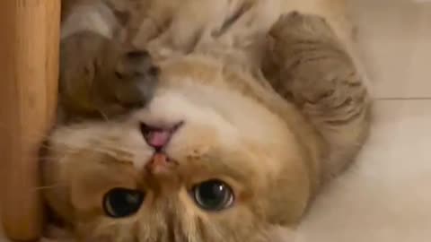 Qute cat video for pet lovers