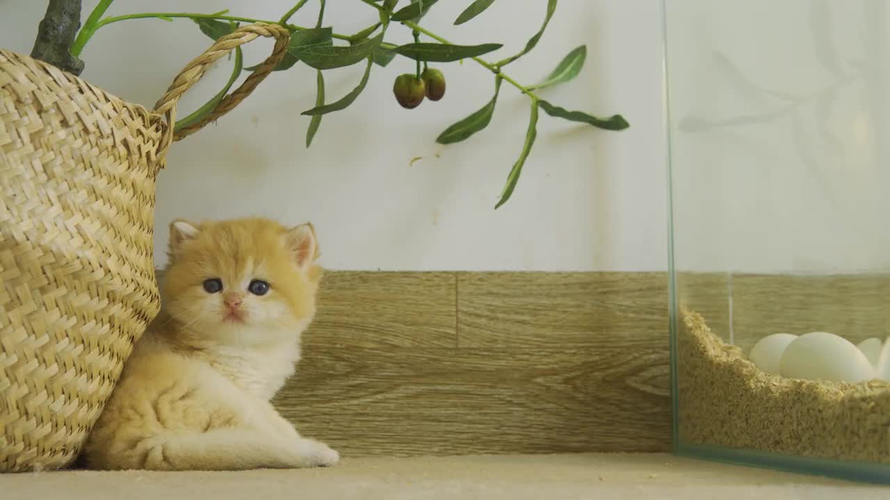 Kitten Pudding is waiting for eggs to hatch to become their mother Chick