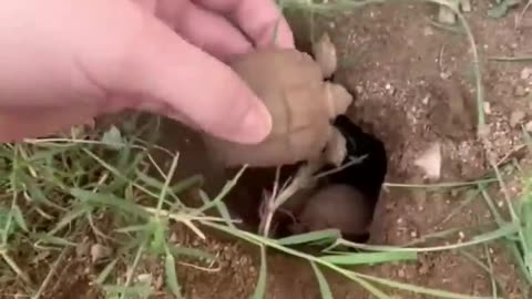 Hatching of Tortoises