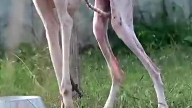 dangerous agressive hunting dog mudhol #shorts #doglovers