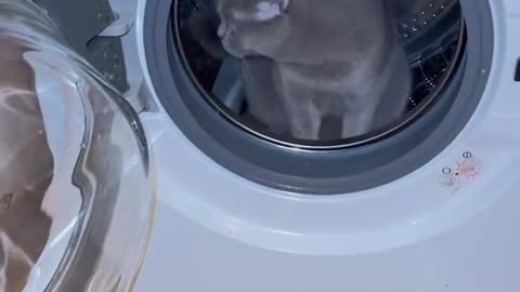 Cute and funny cat video