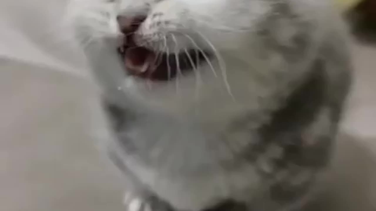 Cute Cat Kitten πππΎπΎ