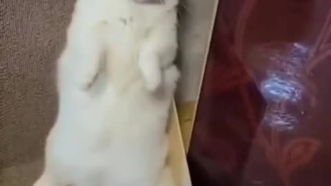 Funny Cats and Dogs Videos 🤣 - Funniest Animal Videos 2023! 🥰 #2