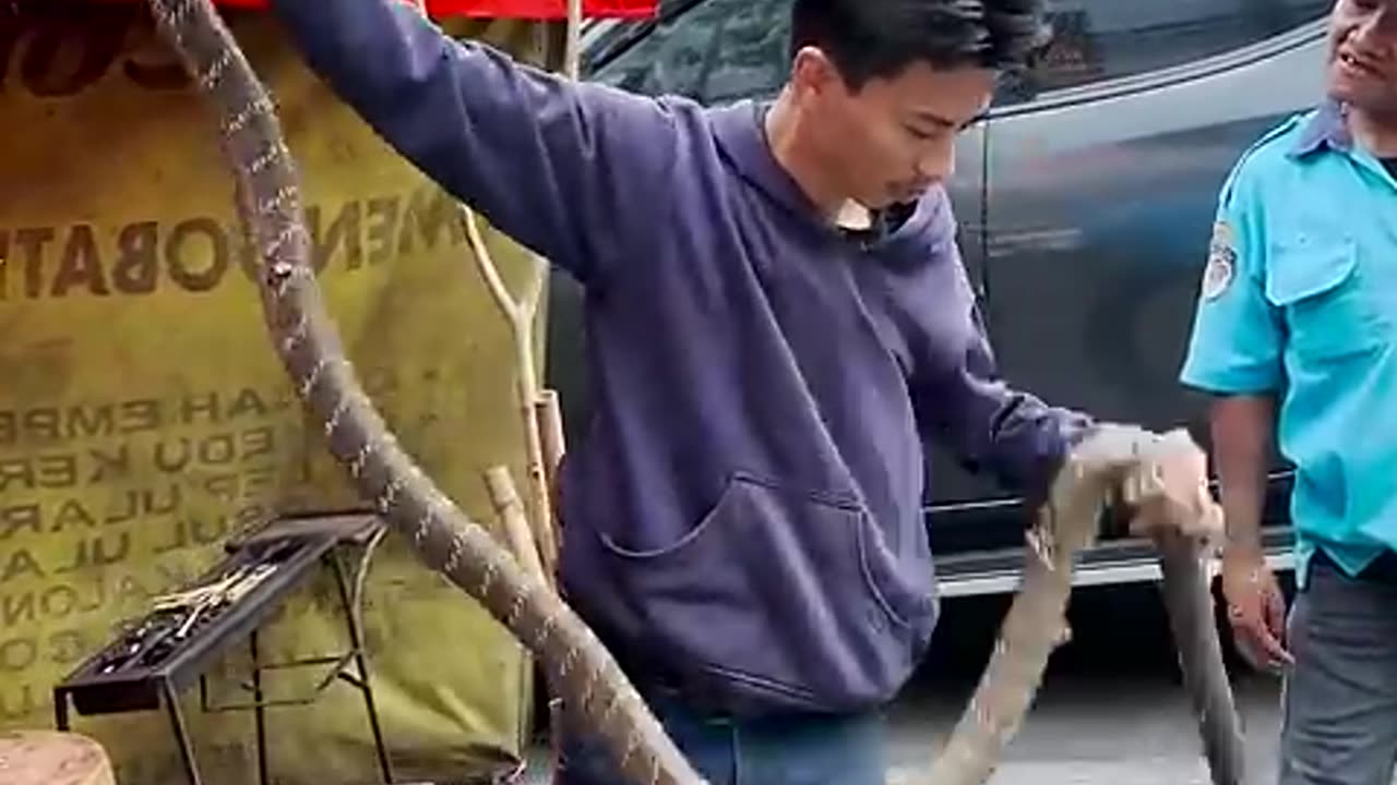 World Most Dangerous King Cobra Snake Eating In Indonesia