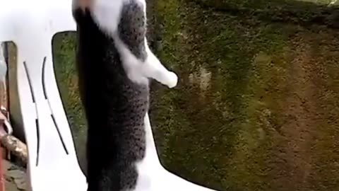 Funny compilation cat video