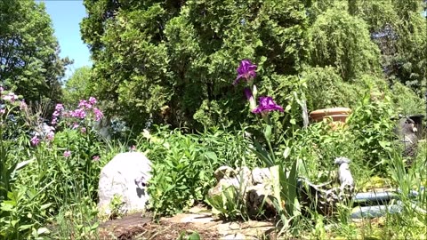 June Blooming Purple Iris June 2022
