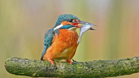 Things you need to know about KINGFISHERS!