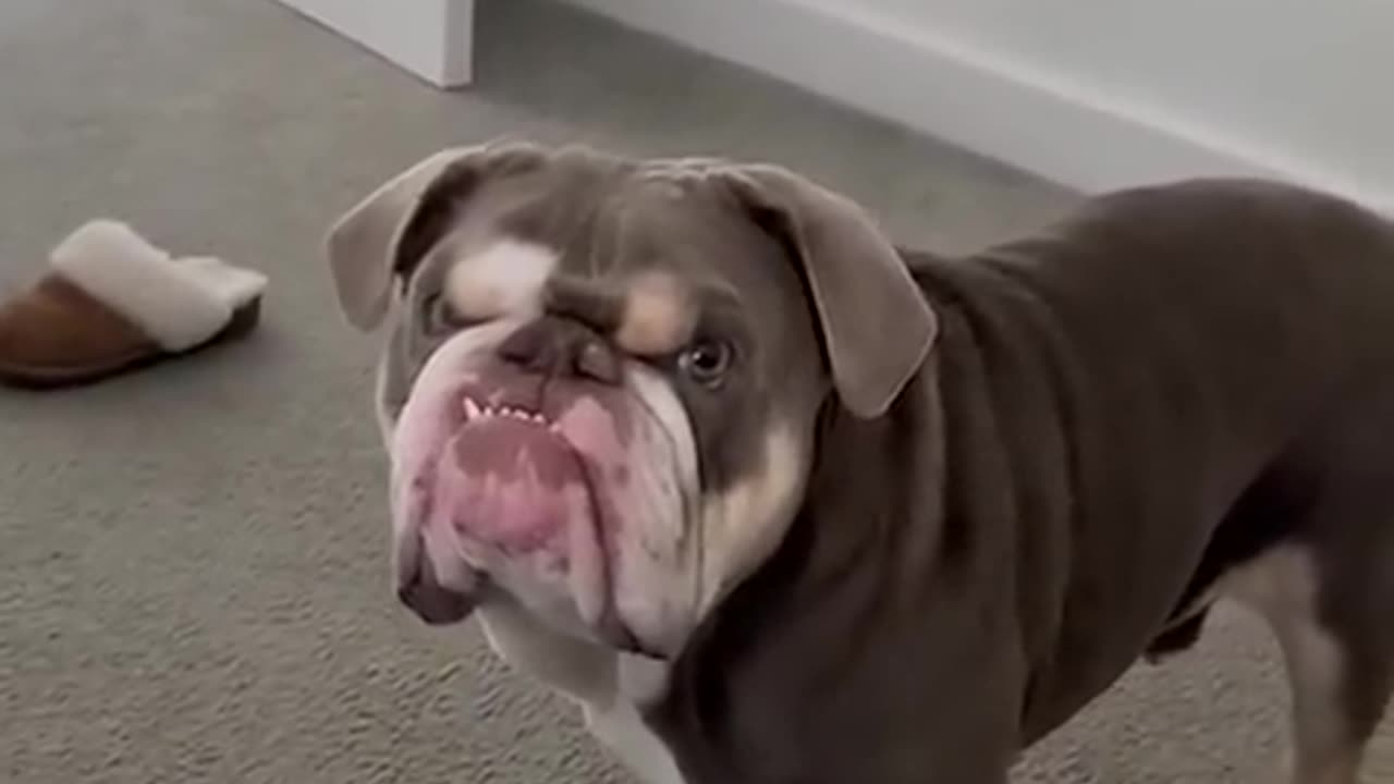 Bulldog looking bulldog 😊