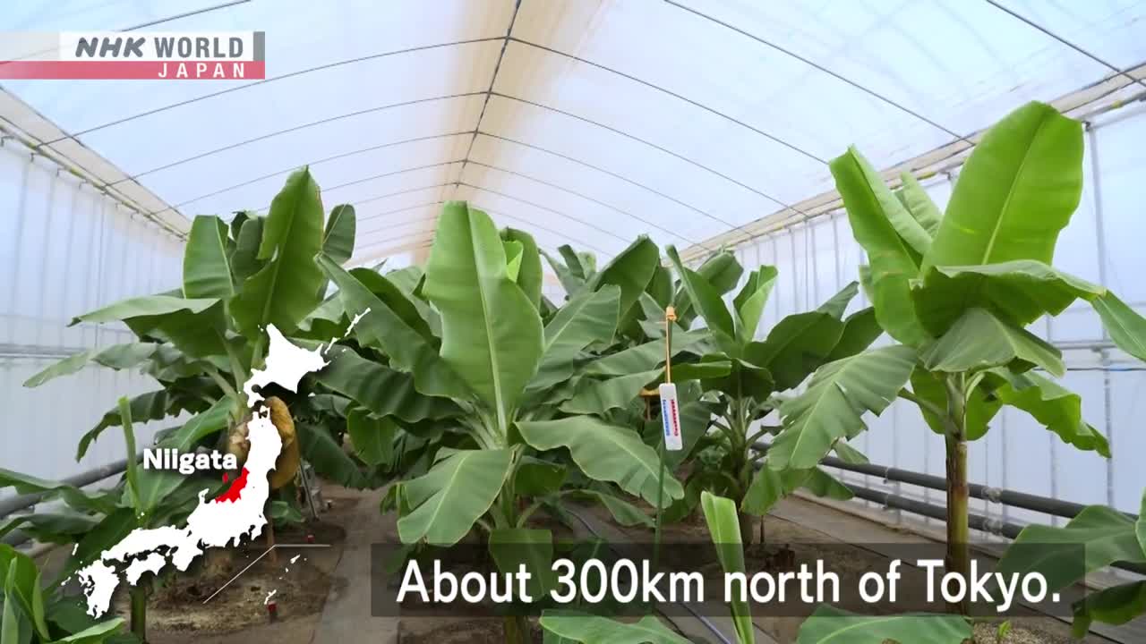 A NEW AGRICULTURE: Snow Country Bananas - Dig More Japan