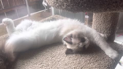 My kitten Yoshi having a long nap