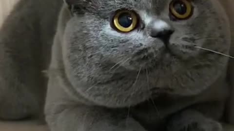 Gato gordo