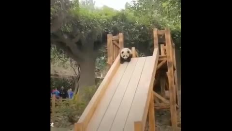 FUNNY & CUTE PANDA