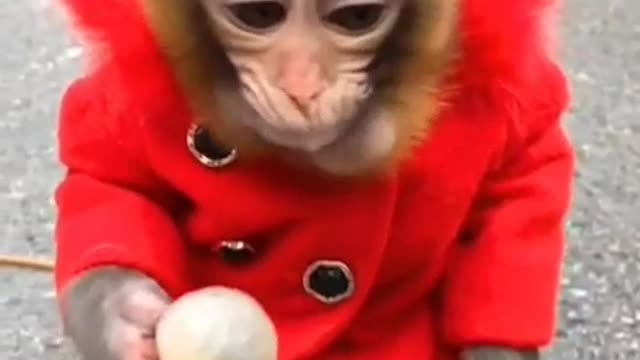 funny monkey eating)