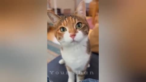 27 minutes of adorable cats and kittens videos to keep you smiling