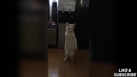 🤣Funniest Cats And Dogs - 🐱🐶 Funny Cat And Dog Videos - Try Not To Laugh | Super Cat😇