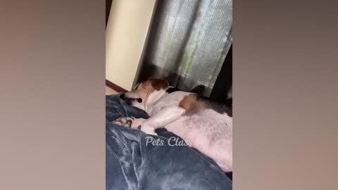 Kitty Capers: Cats Caught in the Act of Being Feline Funnies😂