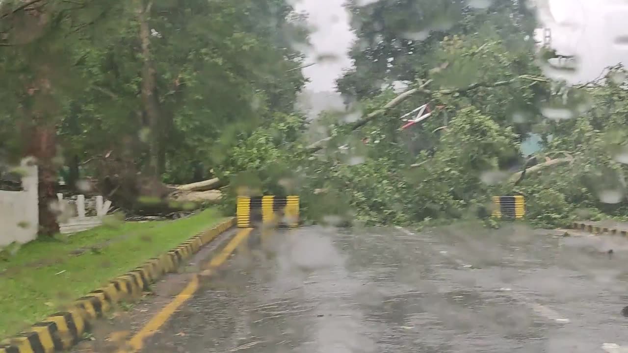 Tree Fell During Rain- Abbottabad