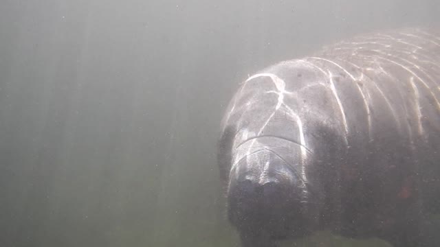 Manatee Magic on Florida Springs