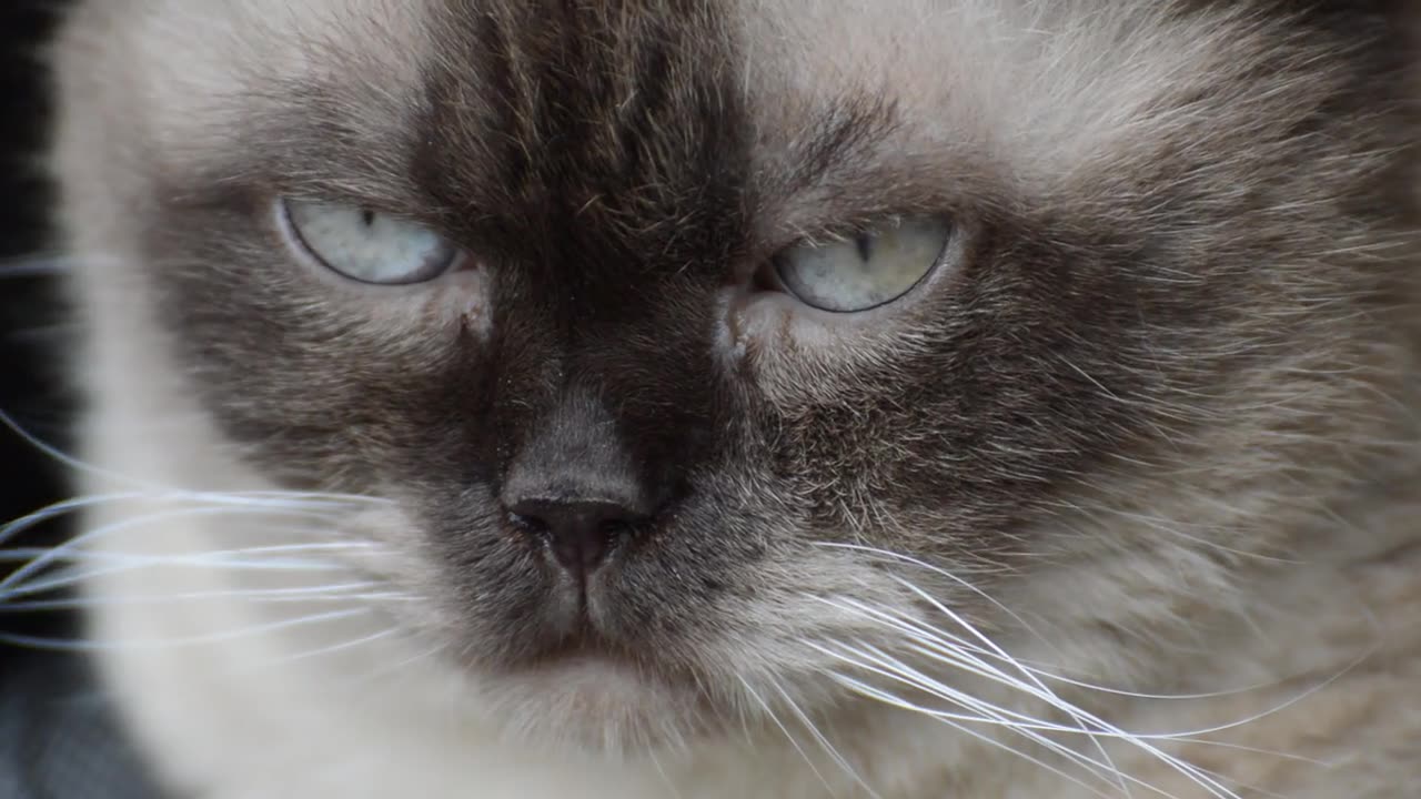 " Bear or Cat ? see why this viral video has everyone guessing "