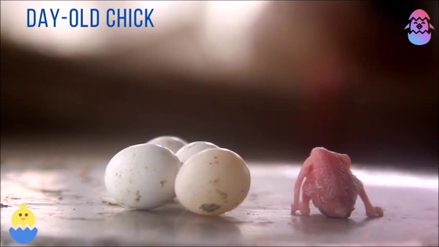 chick's first day/chick out of the eggshell