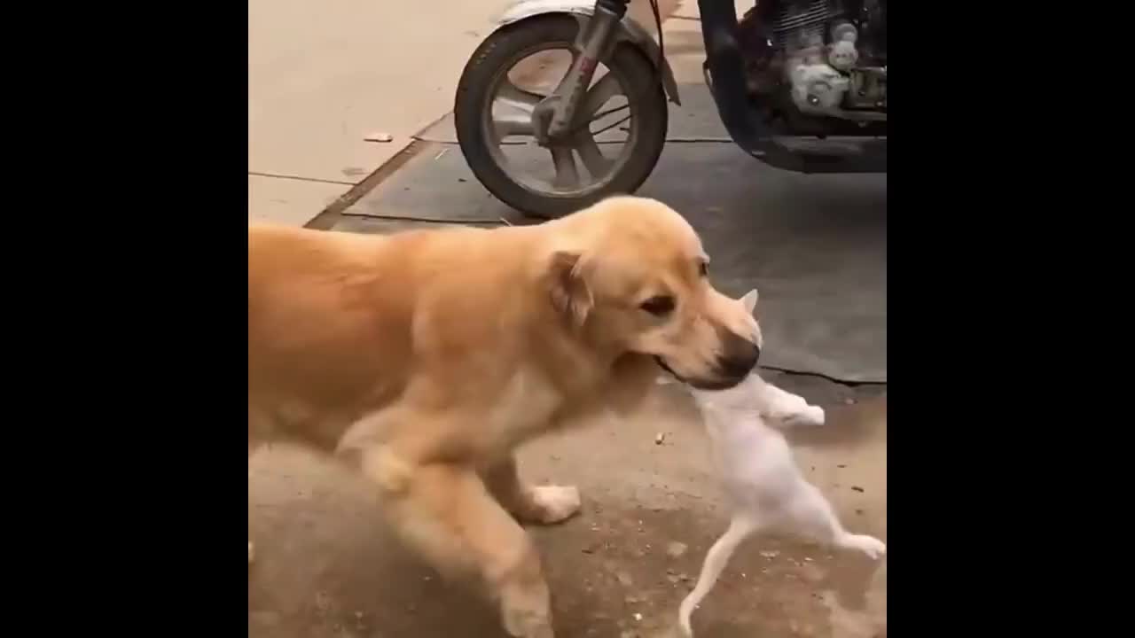 Caring Golden Retriever went out for a walk – comes back with stray kitten he just rescued