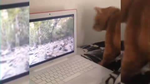Animals Funny Videos P.1