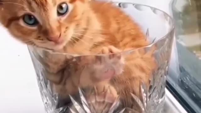 FUNNY CAT SOUND - LITTLE KITTEN MEOWING - FUNNY KITTEN - CAT MEOWING -